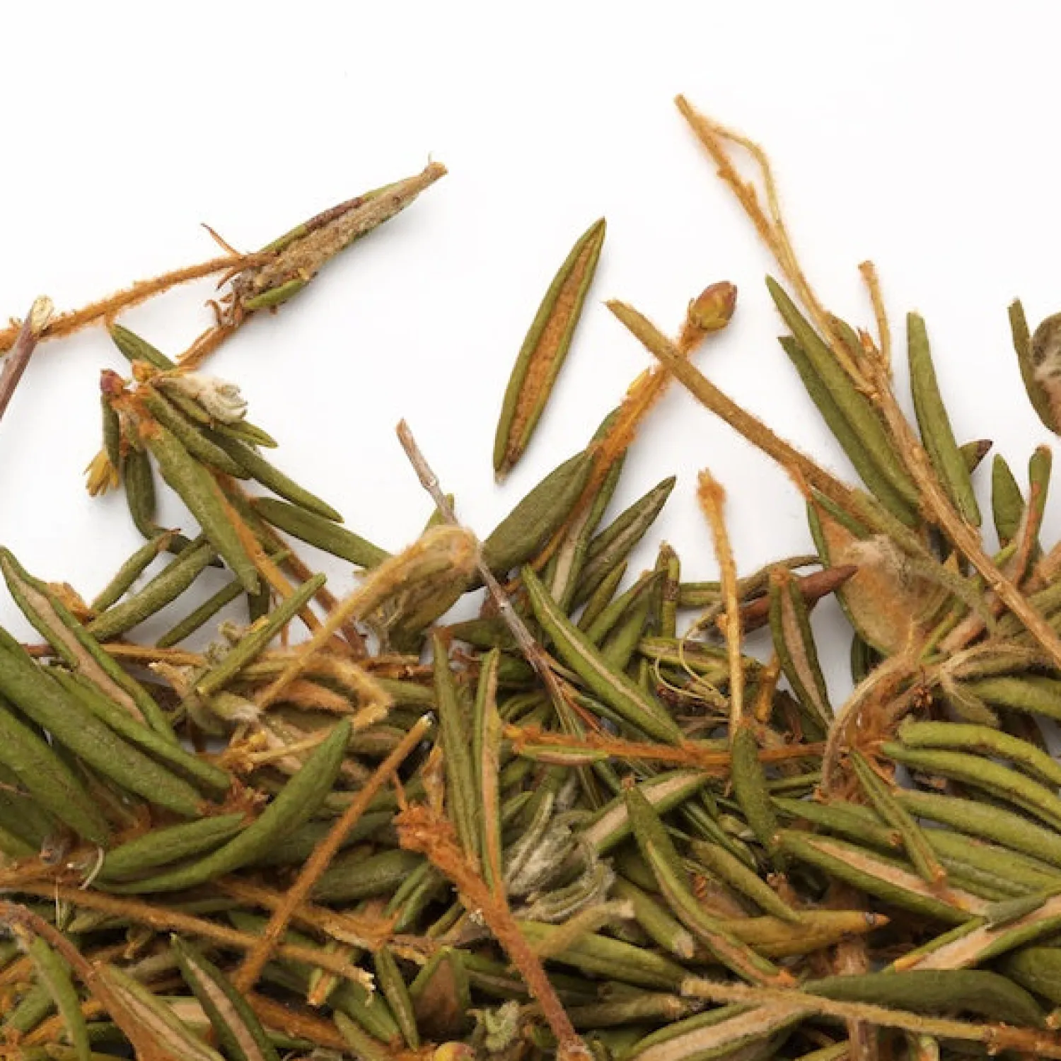 Ma Caféine In Bulk | Labrador Teas>Camellia Sinensis | Labrador tea